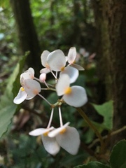 Begonia cucullata
