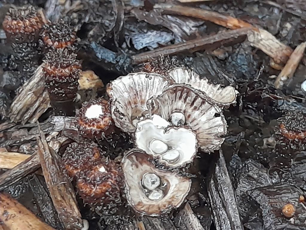 Cyathus striatus · April 2025 · photo: © mphnz (iNaturalist, cc0)