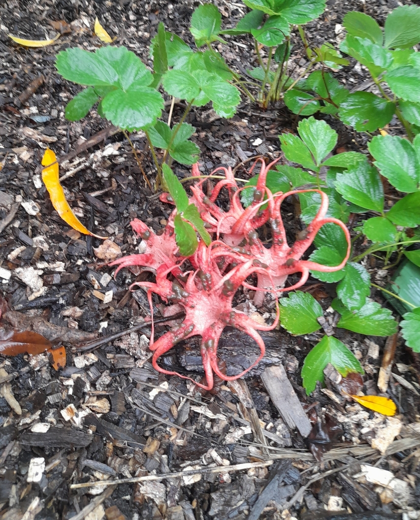 Clathrus archeri · April 2025 · photo: © mphnz (iNaturalist, cc0)