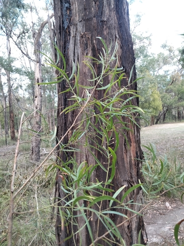 Image of Acacia stictophylla by (c) plantlookymagee, some rights reserved (CC BY)