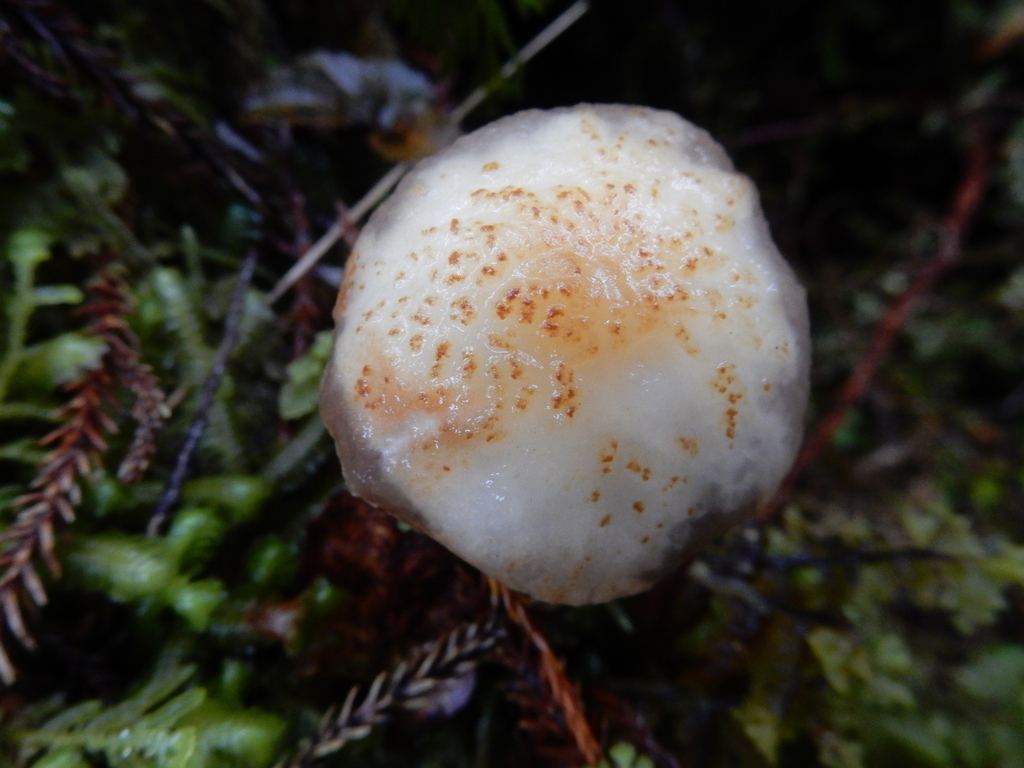 Austroboletus novae-zelandiae · March 2025 · photo: © rayjackson (iNaturalist, cc-by)