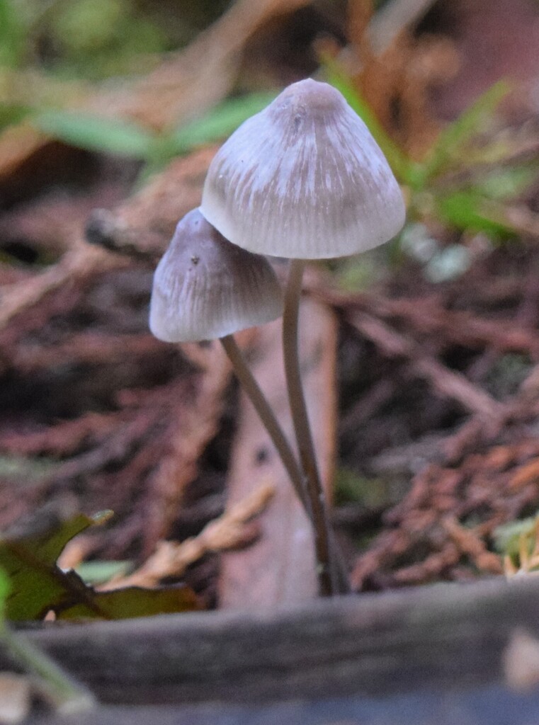 Mycena austrofilopes