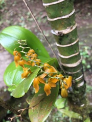 Stelis immersa