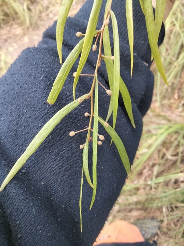 Image of Acacia stictophylla by (c) plantlookymagee, some rights reserved (CC BY)