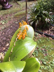 Stelis immersa