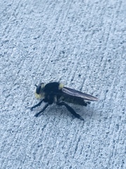 Mallophora fautrix
