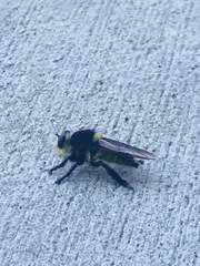 Mallophora fautrix