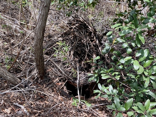 iNaturalist observation photo of Woodrats