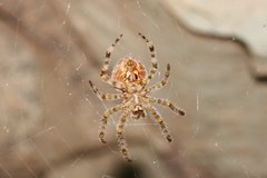 Araneus illaudatus