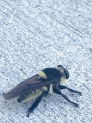 Mallophora fautrix