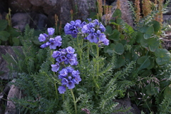 Polemonium confertum