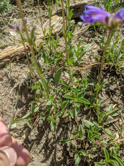 Penstemon heterodoxus
