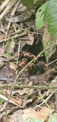 Photo of Costa Rican Redleg Tarantula (Abdomegaphobema mesomelas)