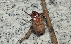 Melolontha incana
