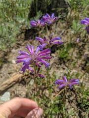 Penstemon heterodoxus
