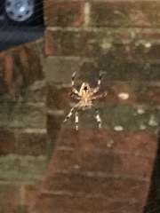 Neoscona crucifera