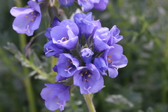 Polemonium confertum