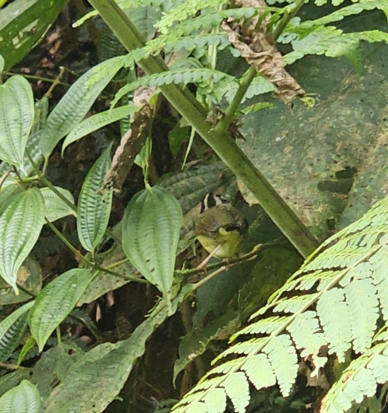 Black-eared Warbler (Basileuterus melanotis), photo 7