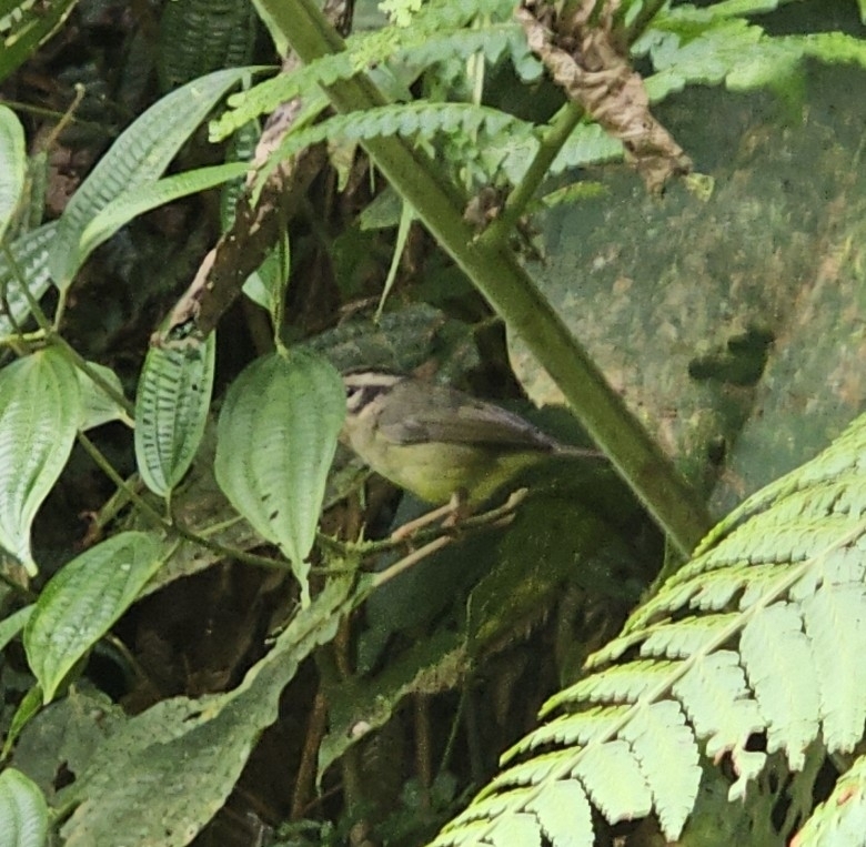 Black-eared Warbler (Basileuterus melanotis), photo 8