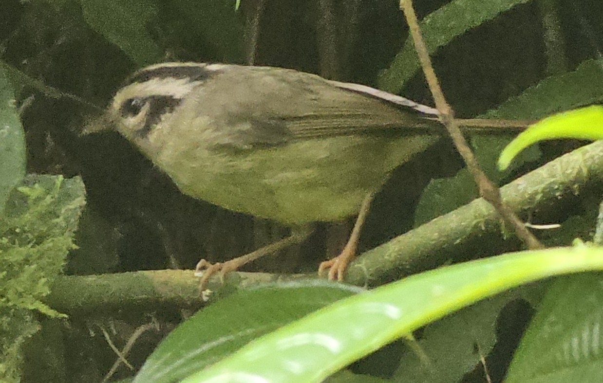 Black-eared Warbler (Basileuterus melanotis), photo 9