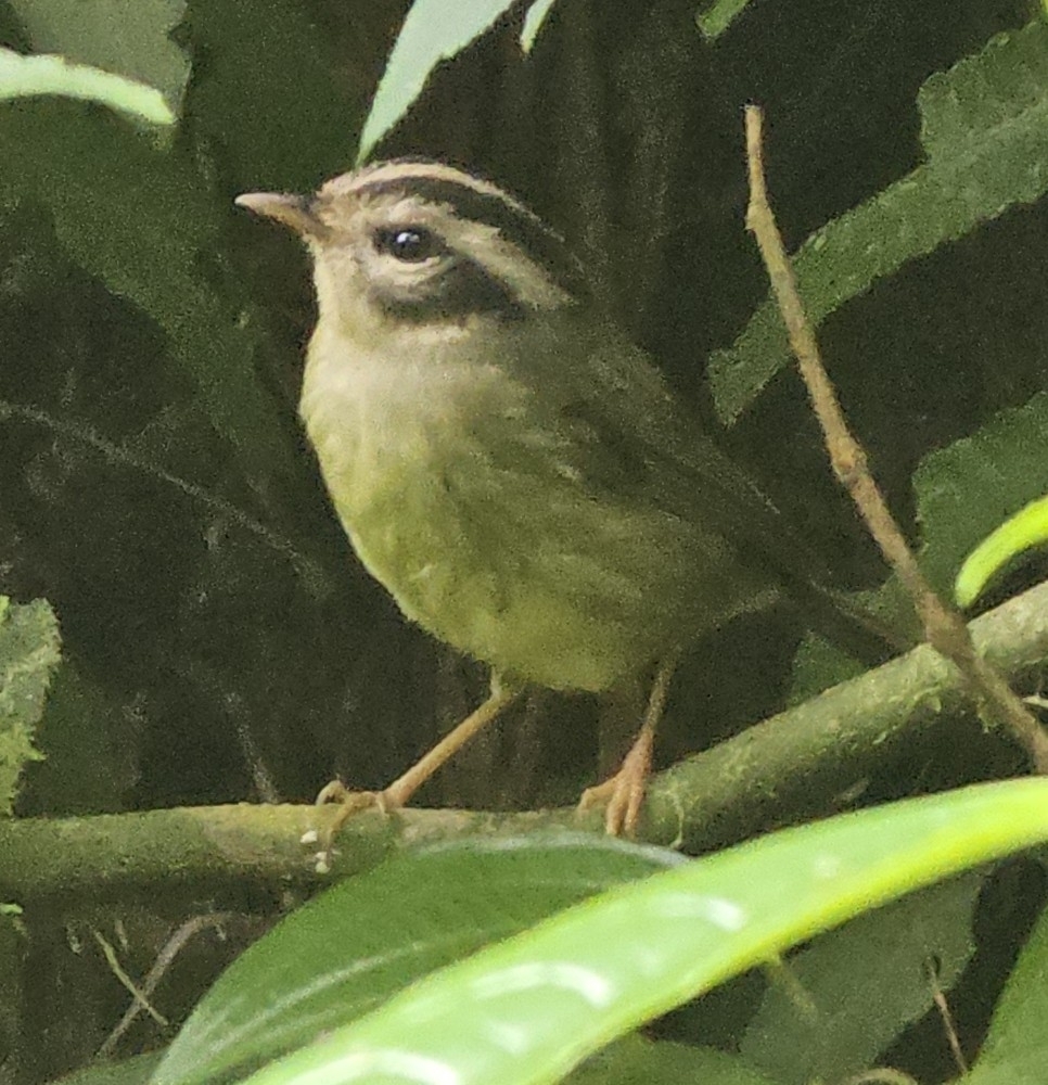 Black-eared Warbler (Basileuterus melanotis), photo 10