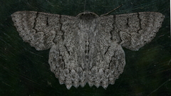 Crypsiphona tasmanica