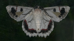 Crypsiphona tasmanica