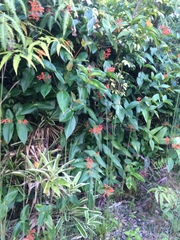 Medinilla scortechinii