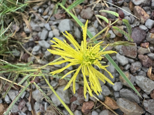 Neptunia gracilis, photograph 4