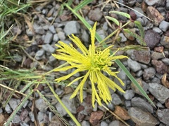 (c) Caleb Catto, some rights reserved (CC BY) Neptunia gracilis, photograph (c) Caleb Catto, some rights reserved (CC BY)