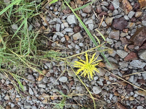 Neptunia gracilis, photograph 5