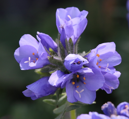 Image of Polemonium confertum by (c) Lauren McLaurin, some rights reserved (CC BY)