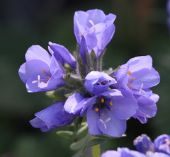 Polemonium confertum