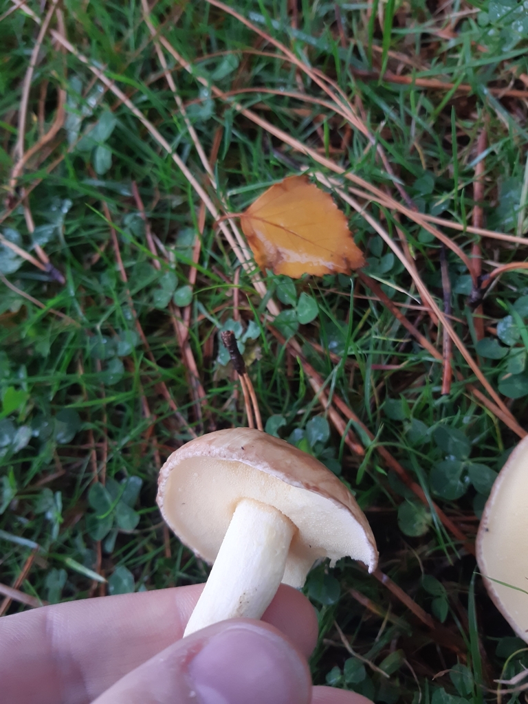 Suillus granulatus · April 2025 · photo: © georgecox (iNaturalist, cc0)