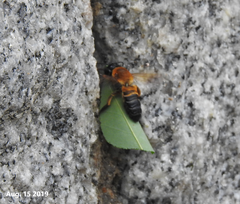 Megachile pseudomonticola