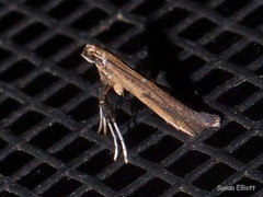 Caloptilia hypericella