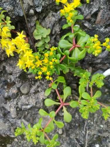 Image of Sedum formosanum by (c) 許慶棠Ray, some rights reserved (CC BY)