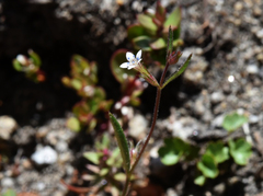 Allophyllum capillare
