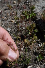 Allophyllum capillare