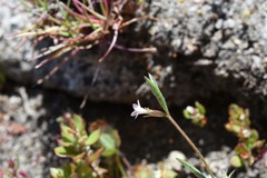 Allophyllum capillare