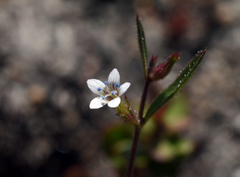 Allophyllum capillare