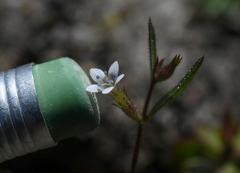 Allophyllum capillare