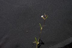 Allophyllum capillare