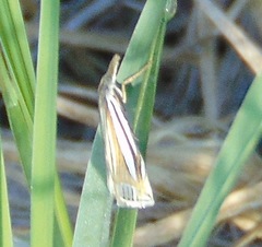 Crambus laqueatellus