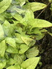 Veronica anagallis-aquatica