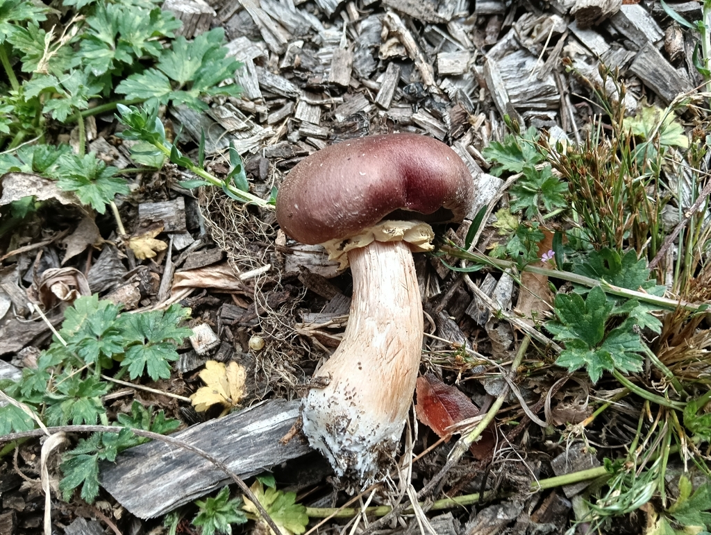 Stropharia rugosoannulata · April 2025 · photo: © kris_c (iNaturalist, cc0)