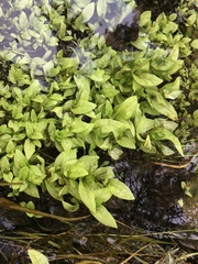 Veronica anagallis-aquatica