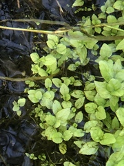 Veronica anagallis-aquatica