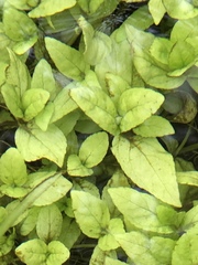 Veronica anagallis-aquatica