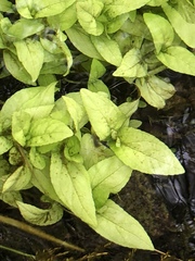 Veronica anagallis-aquatica